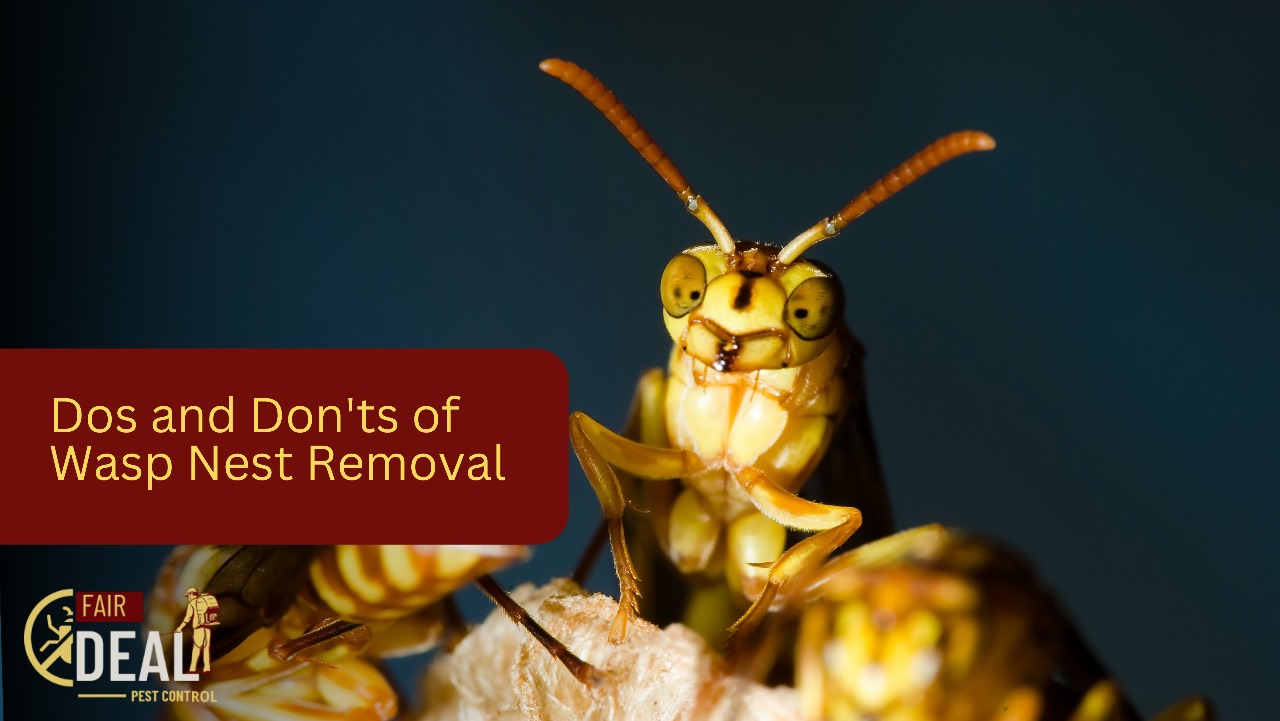 Dos and Don'ts of Wasp Nest Removal