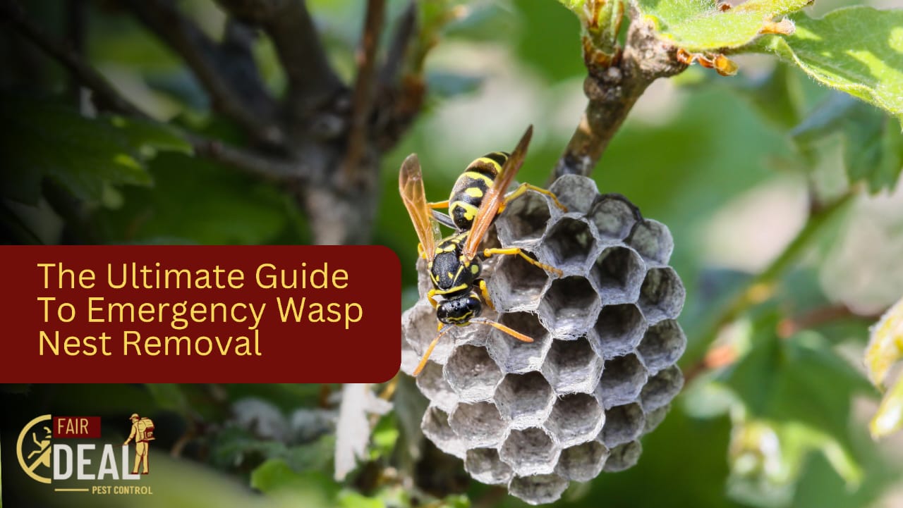 The Ultimate Guide To Emergency Wasp Nest Removal