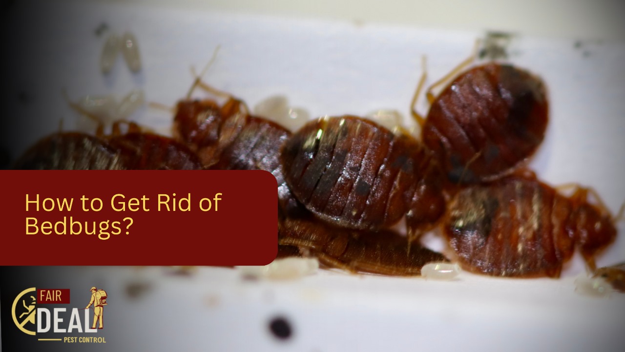 How to Get Rid of Bedbugs