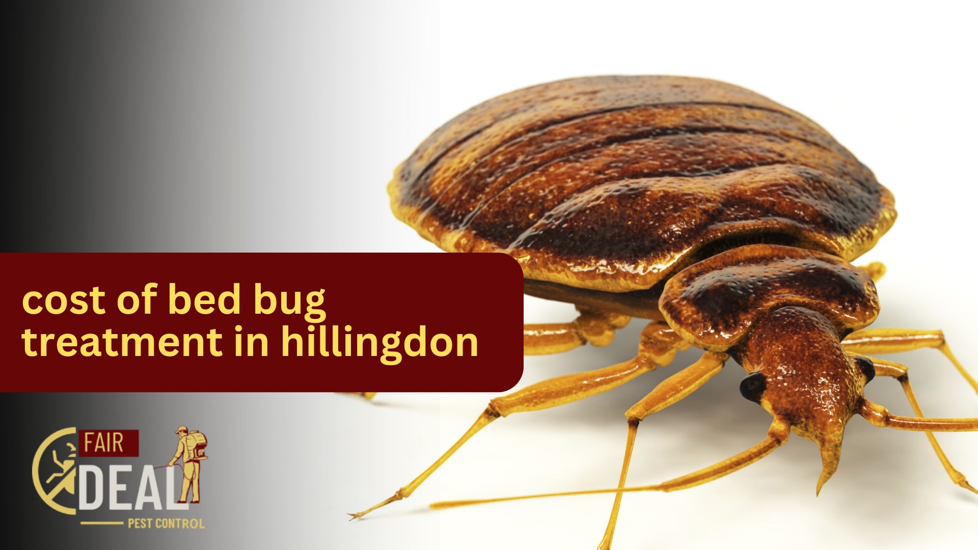 Cost of Bed Bug Treatment in Hillingdon