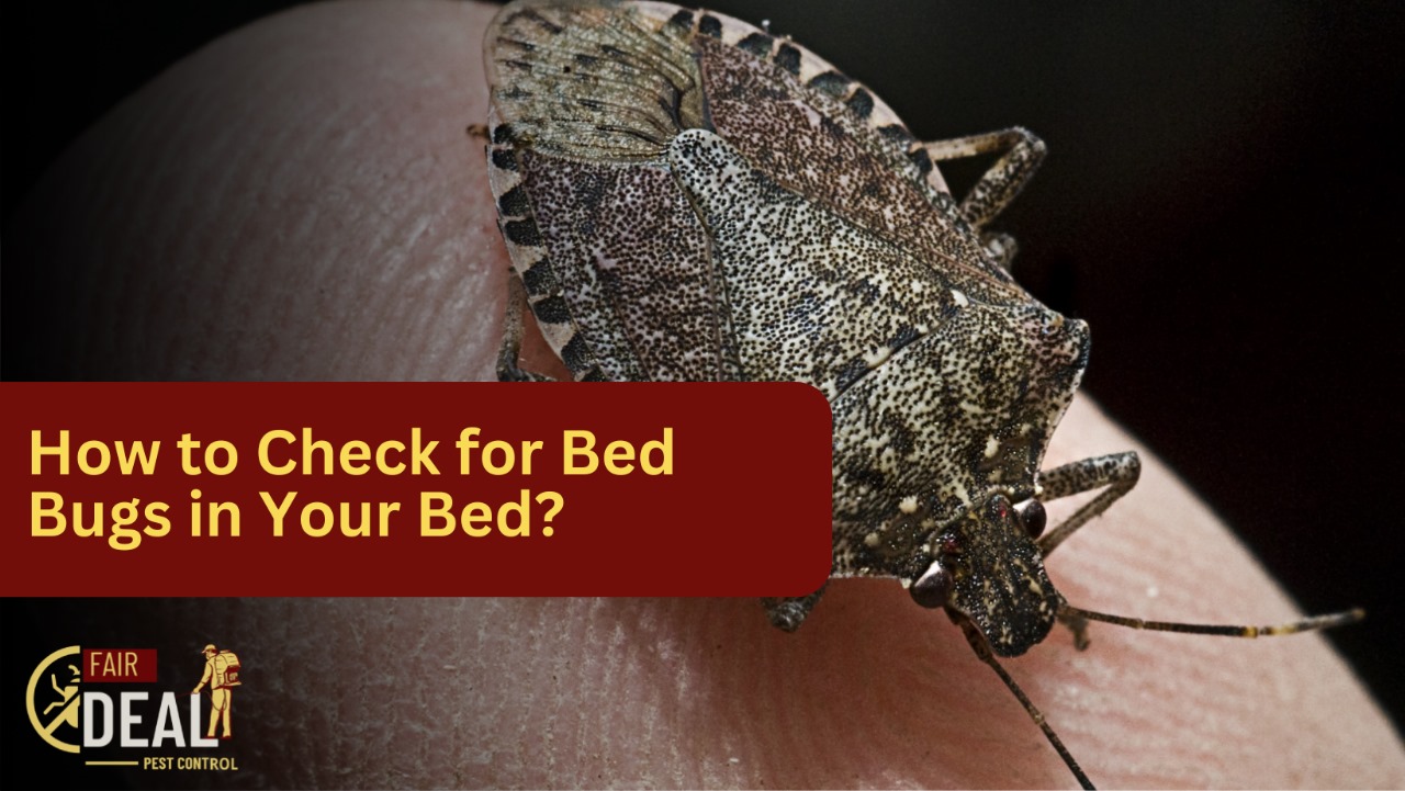 DIY vs professional bed bug treatment