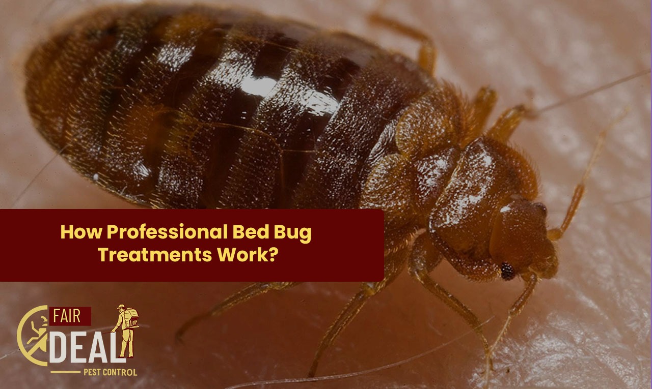 how professional bed bug treatment work