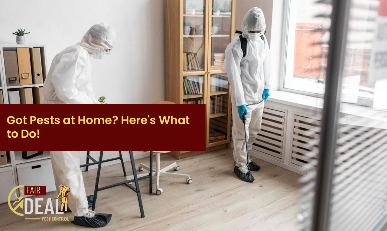what to do if you have a pest infestation