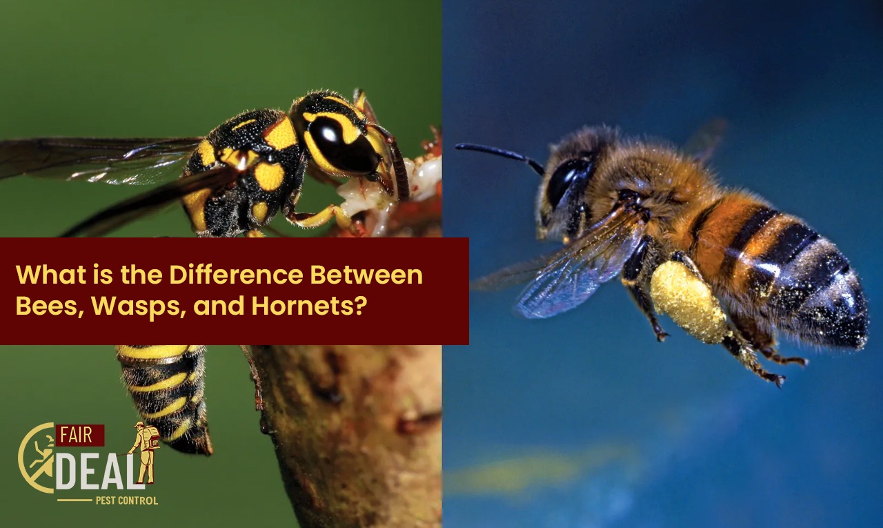 wasp vs bee vs hornet