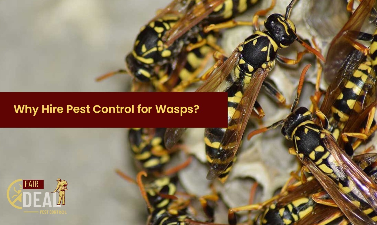 whyhirepestcontrolforwasp