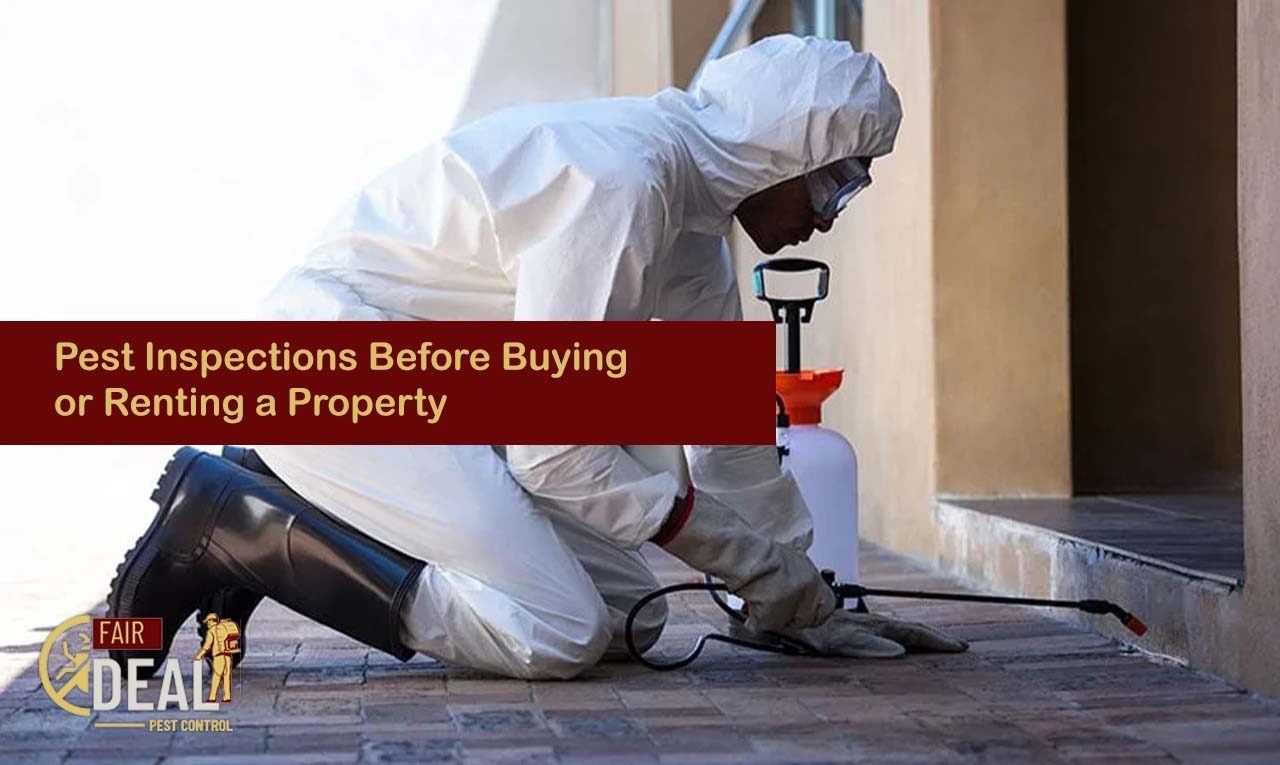 Pest Inspection before buying or renting a property