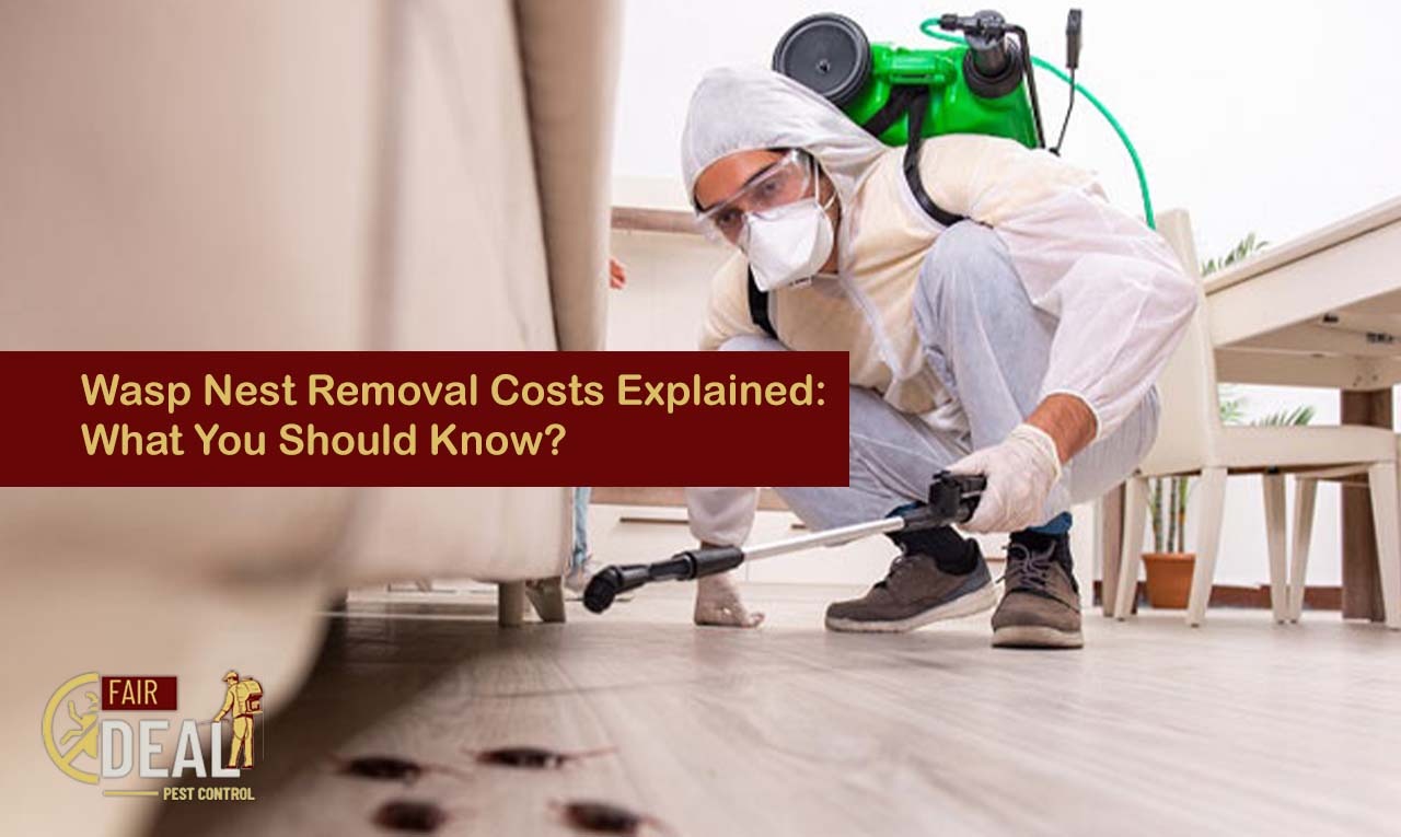 Wasp Nest Removal Costs Explained What You Should Know