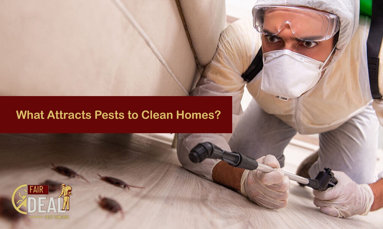 what attracts pests to clean homes
