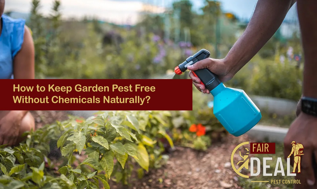 how to keep garden pest free without chemicals