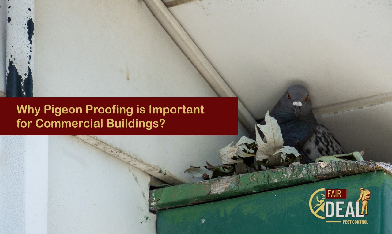 pigeon proofing for commercial buildings