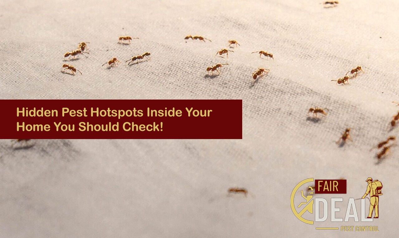 Hidden Pest Hotspots Inside Your Home You Should Check