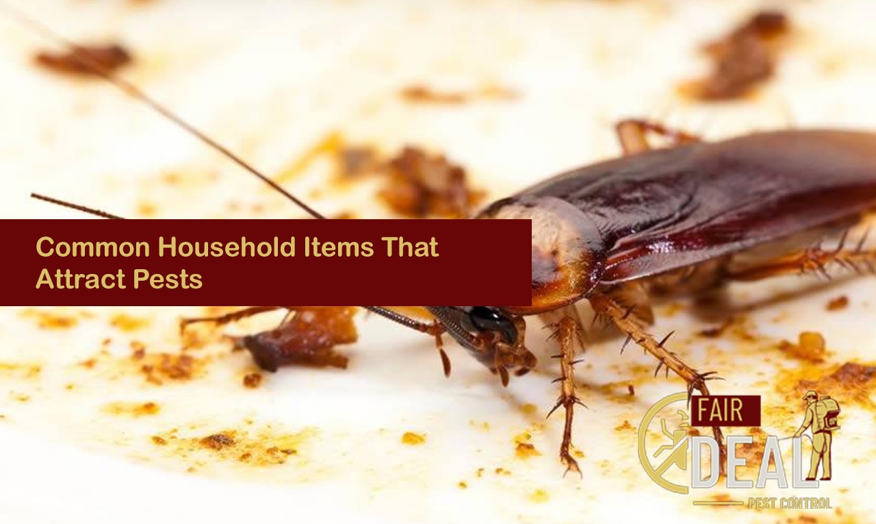 household items that attract pests